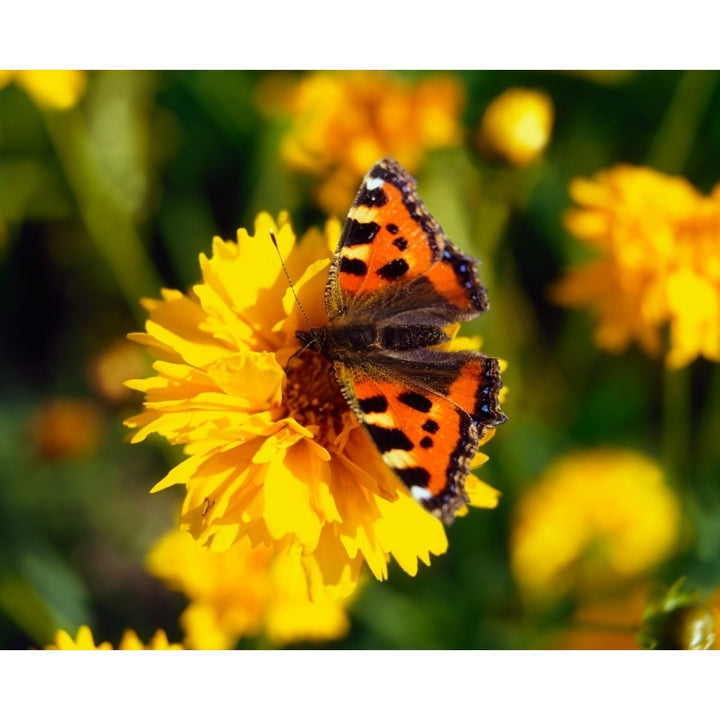 Red Admiral Butterfly On Tickseed; Co Meath Ireland Poster Print Image 1