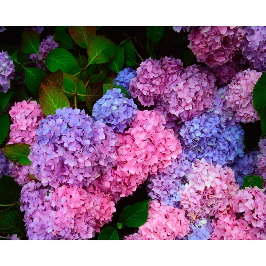 Hydrangea Macrophylla by The Irish Image Collection / Design Pics Image 1