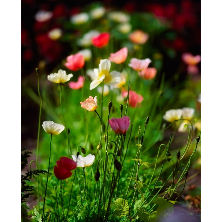 Alpine Poppies Beech Park Co Dublin Ireland by The Irish Image Collection / Design Pics Image 1