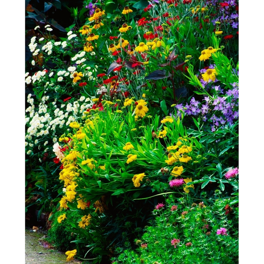 Mixed Flower Border by The Irish Image Collection / Design Pics Image 1