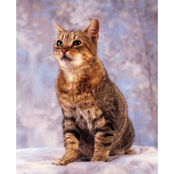 Tabby Cat; Portrait Of A Cat Poster Print Image 2