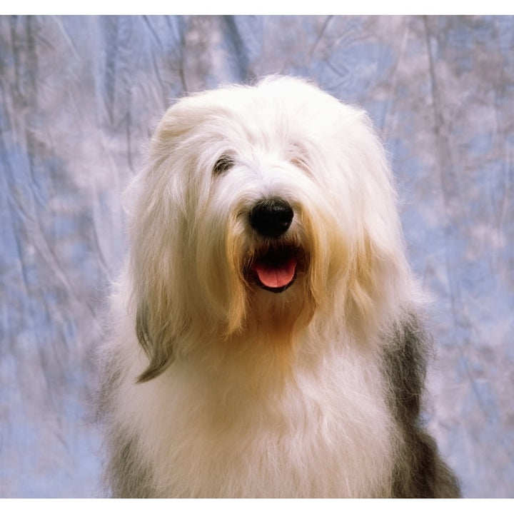 Old English Sheepdog Poster Print Image 1