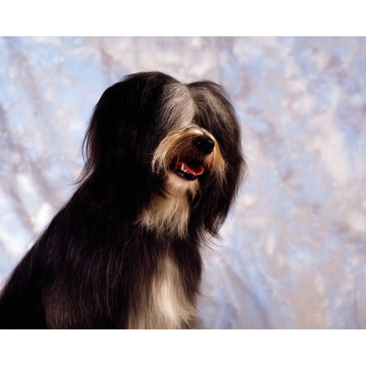 Tibetan Terrier Poster Print Image 1