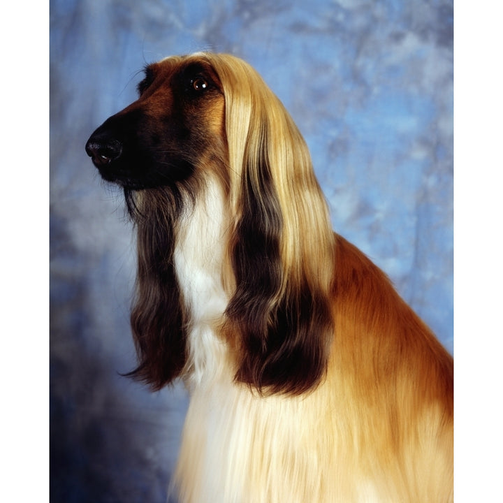 Afghan Hound Poster Print Image 1