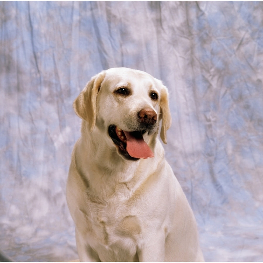 Labrador Retriever Poster Print Image 1