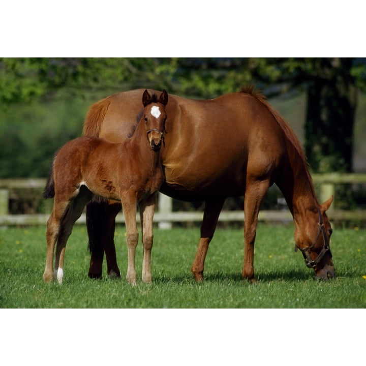 Thoroughbreds Mare and Foal Ireland Poster Print Image 1