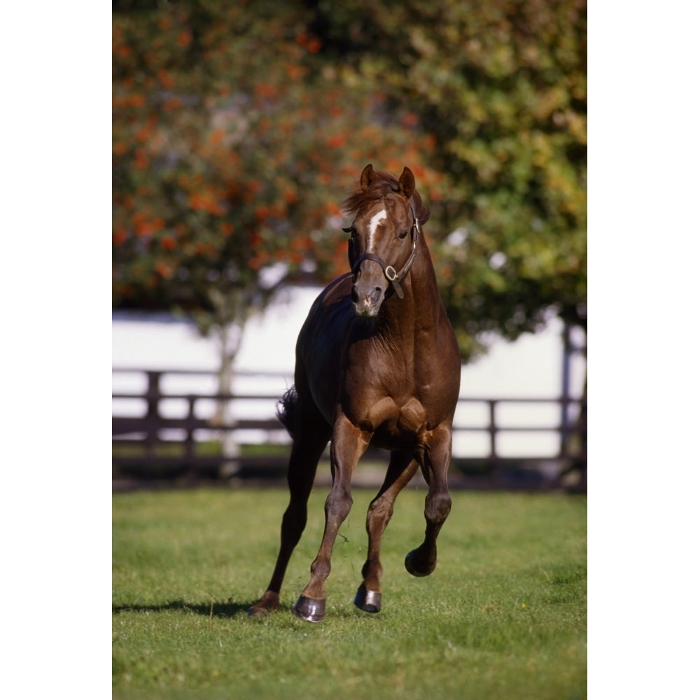 Thoroughbred Horse Ireland Poster Print Image 2