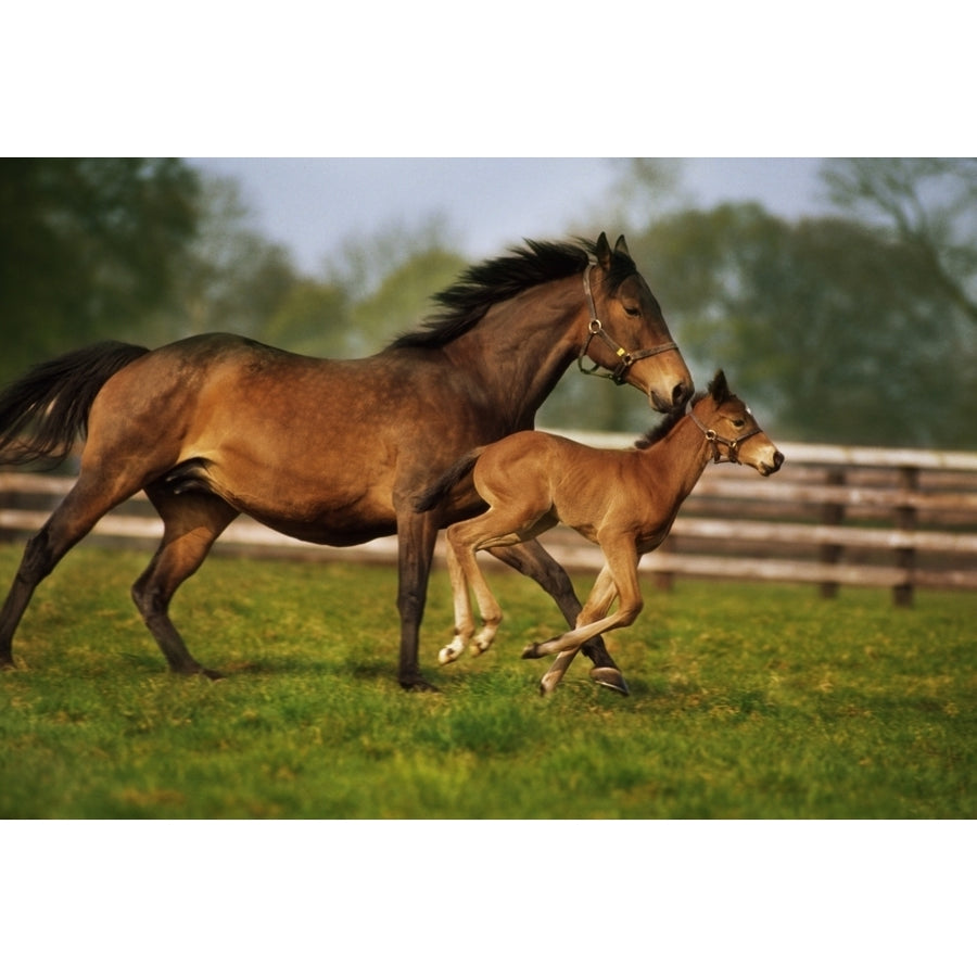 Thoroughbred Chestnut Mare and Foal Ireland Poster Print Image 1