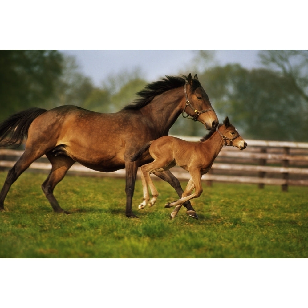 Thoroughbred Chestnut Mare and Foal Ireland Poster Print Image 2