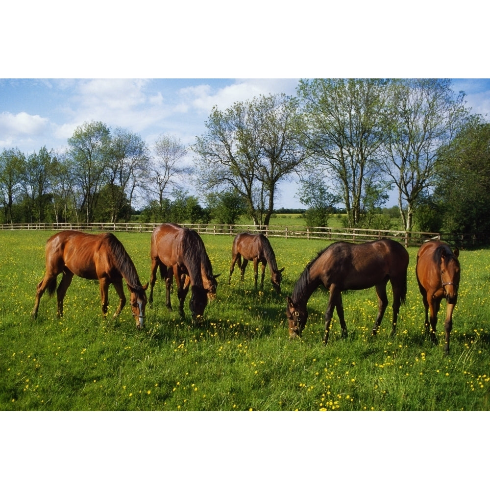 Thoroughbred Horses Yearlings Ireland Poster Print Image 1