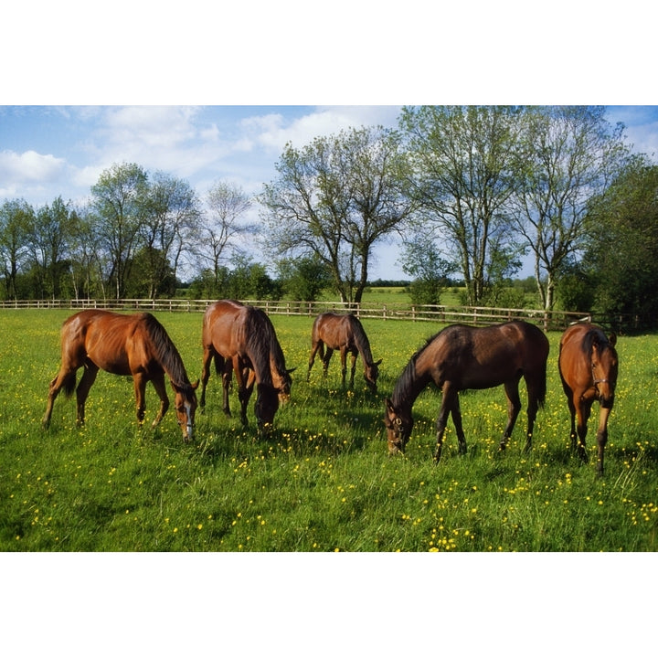 Thoroughbred Horses Yearlings Ireland Poster Print Image 2