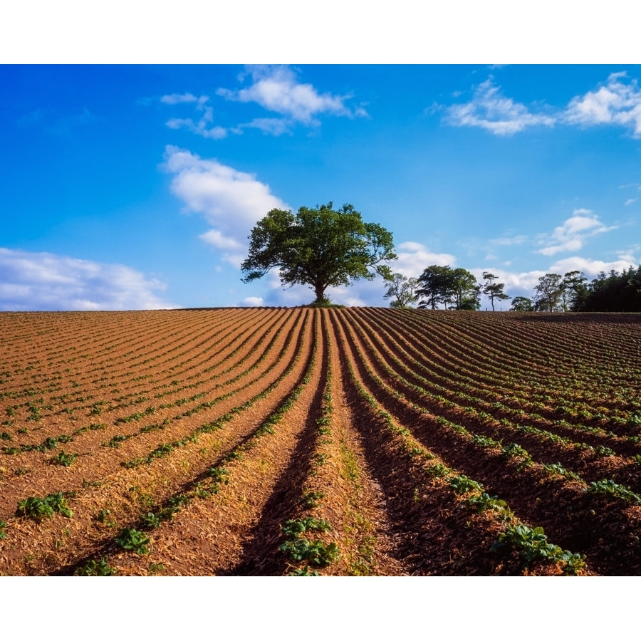 Sycamore Tree And Potatoes Growing In A Field Ireland by The Irish Image Collection / Design Pics Image 1