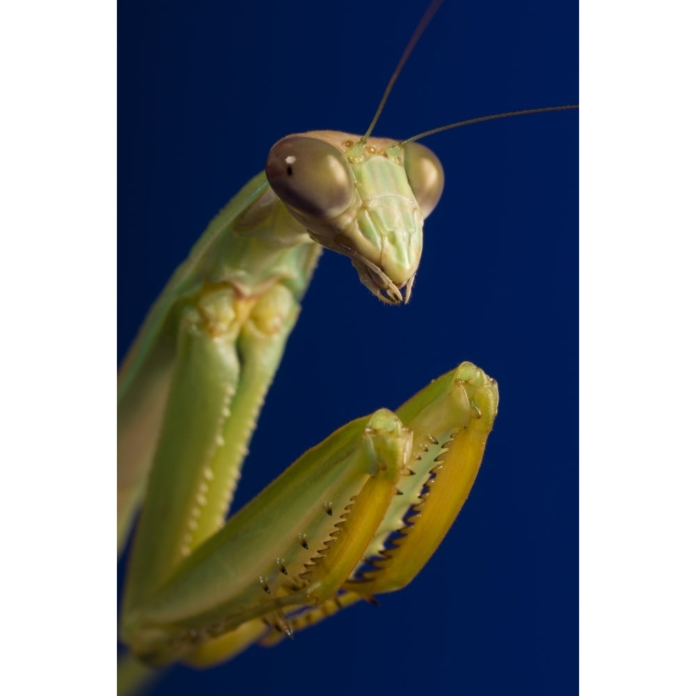 Closeup Of Praying Mantis Poster Print Image 2