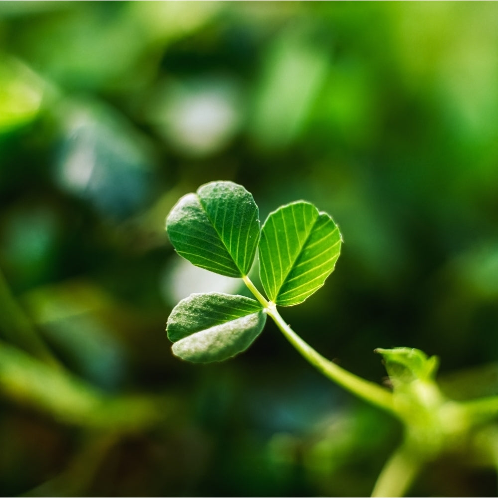 Single Leaf Of Shamrock by The Irish Image Collection / Design Pics Image 1