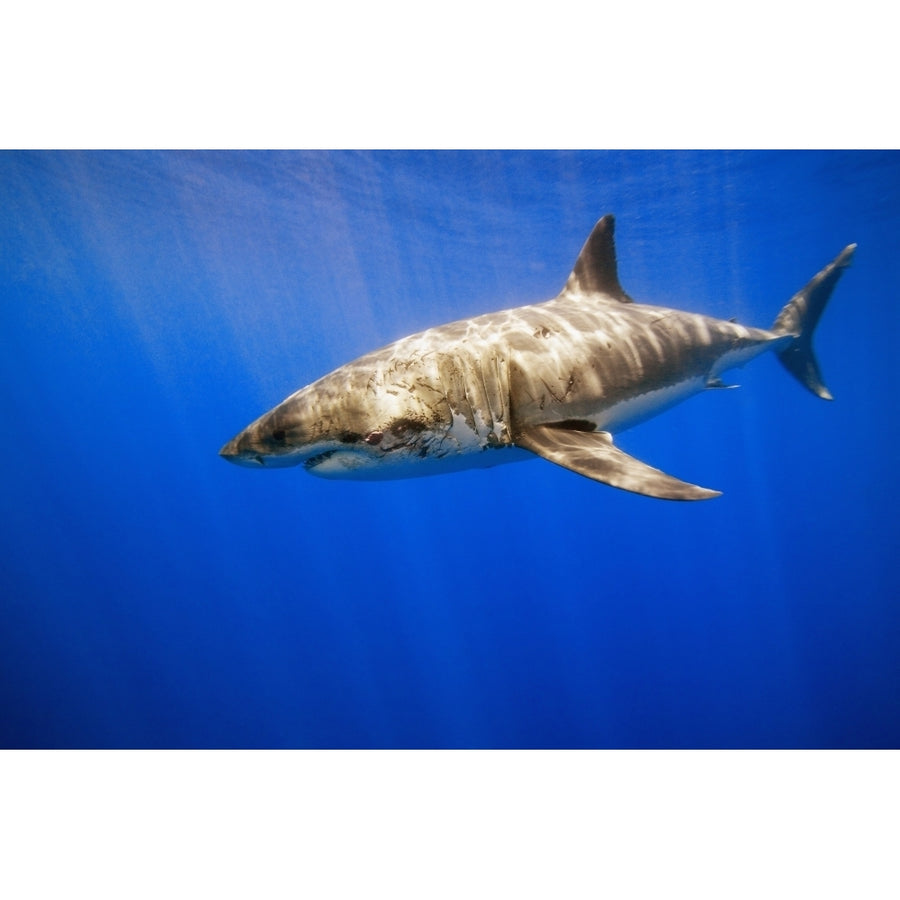 Great White Shark Poster Print Image 1