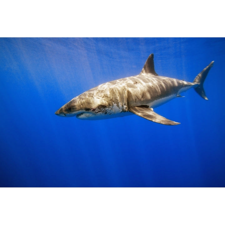 Great White Shark Poster Print Image 2