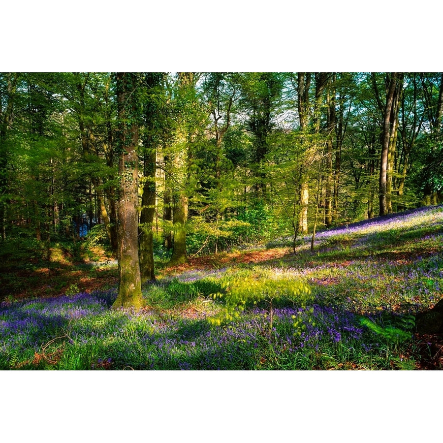 The Woods In Spring; Clara Vale Co Wicklow Ireland by The Irish Image Collection / Design Pics Image 1