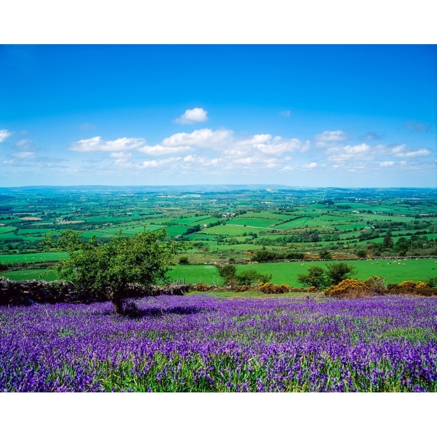 Bluebells Borris Co Carlow Ireland by The Irish Image Collection / Design Pics Image 1