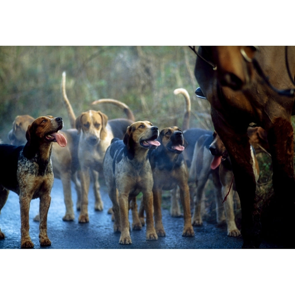 Galway Blazers Co Galway Ireland; Hunting With Foxhounds Poster Print Image 1