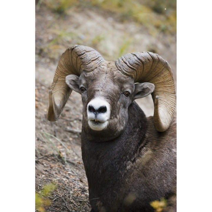 Rocky Mountain Bighorn Sheep Poster Print Image 1