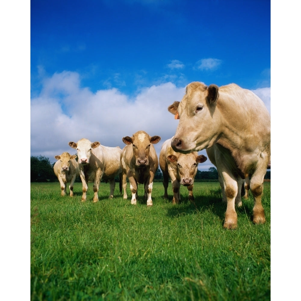 Cattle Charolais Poster Print Image 1