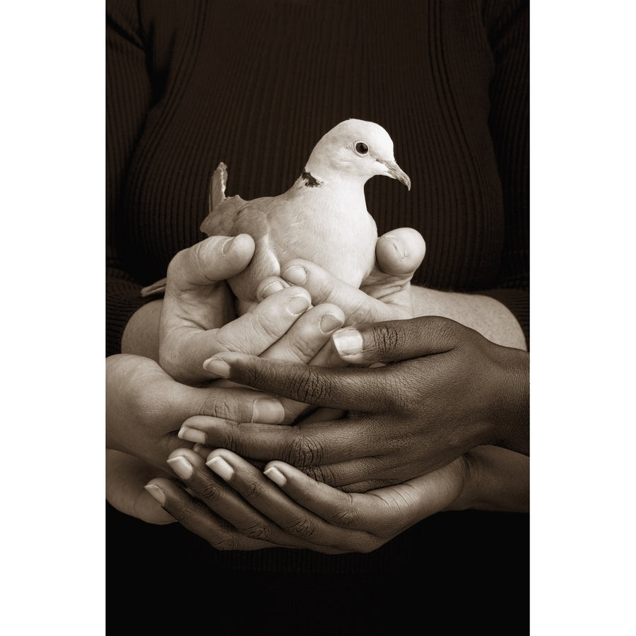 Many Hands Holding A Dove Poster Print Image 1