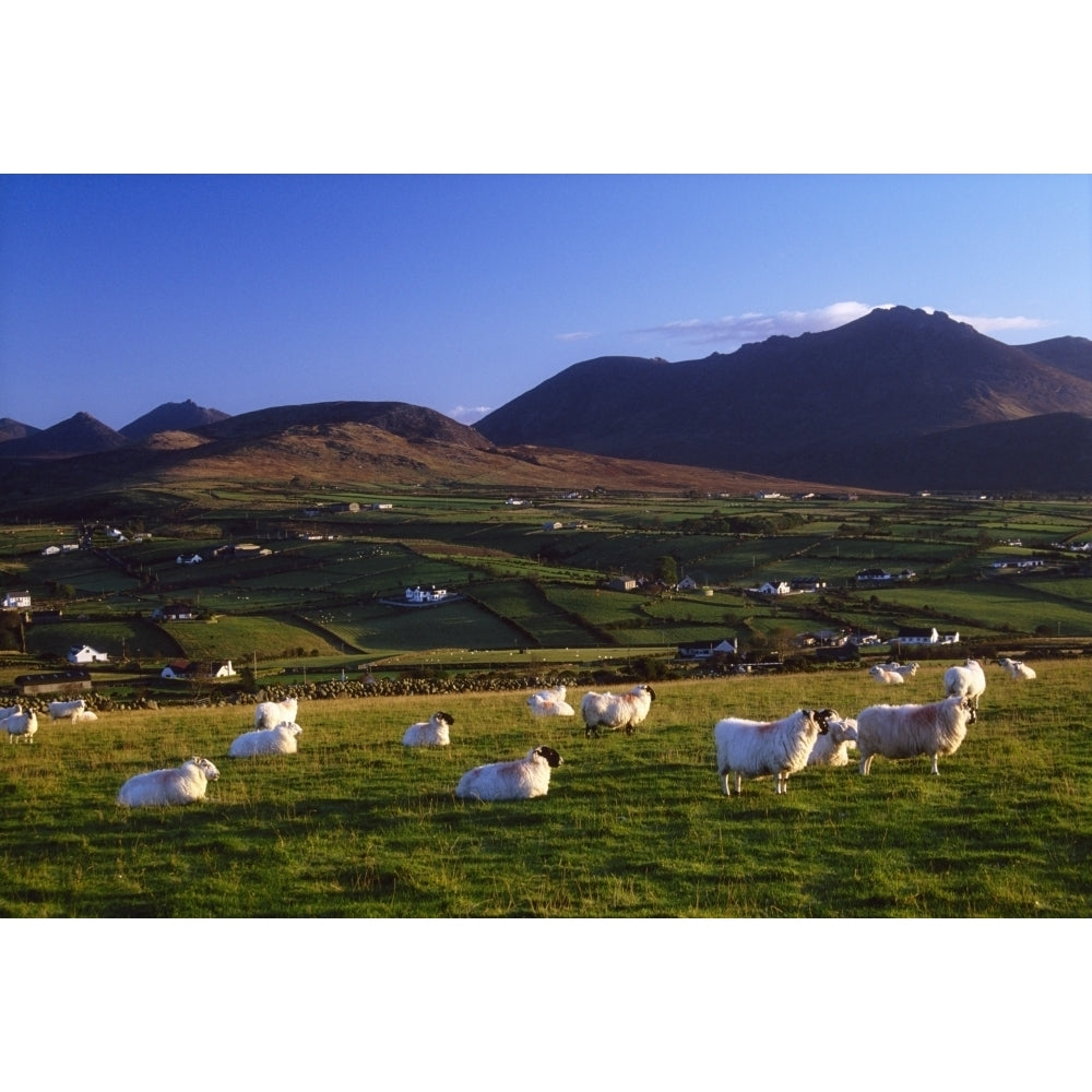 Aughrim Hill Mourne Mountains County Down Ireland; Flock Of Sheep Poster Print Image 1