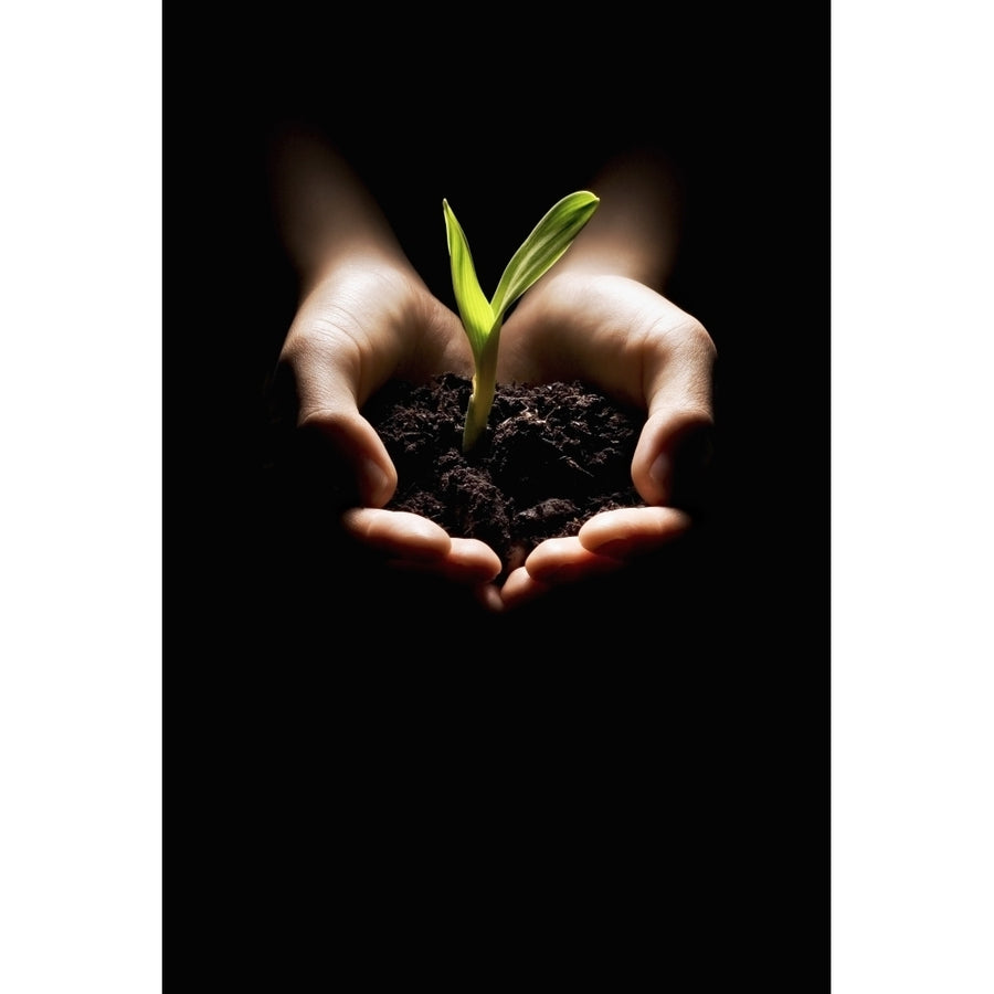 Hands Holding A Seedling Poster Print Image 1