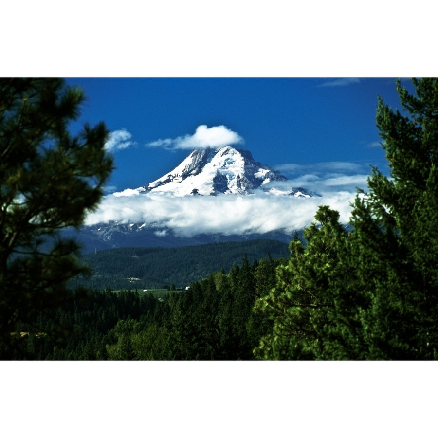 Mount Hood Framed By Trees Oregon Usa Poster Print Image 1