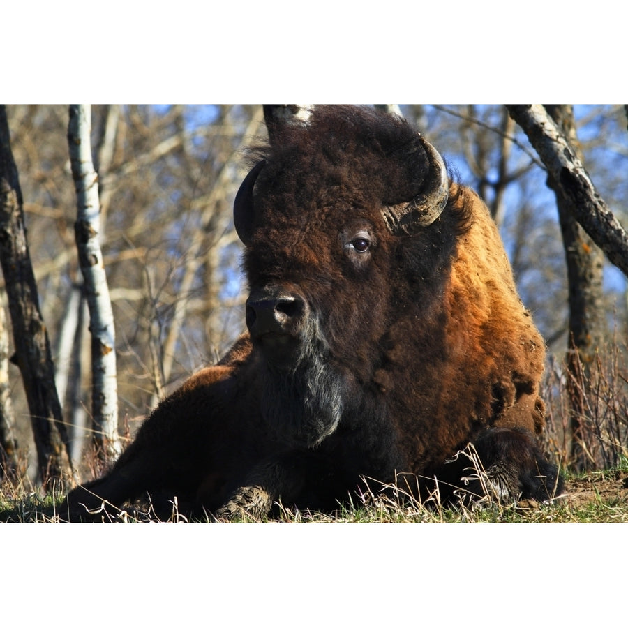 A Buffalo Resting Poster Print Image 1