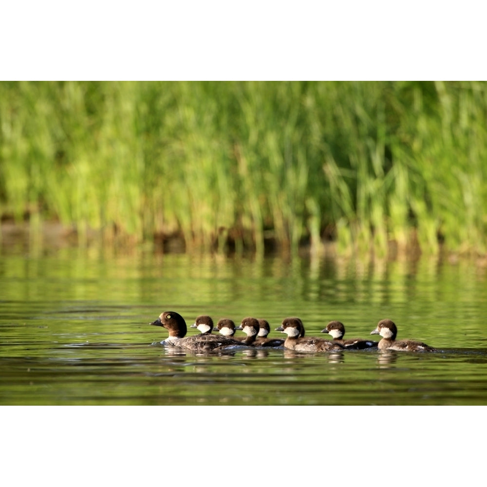 A Family Of Ducks Swimming Poster Print Image 1