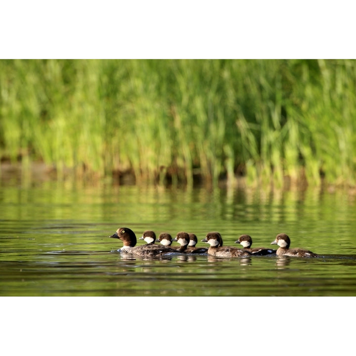 A Family Of Ducks Swimming Poster Print Image 1