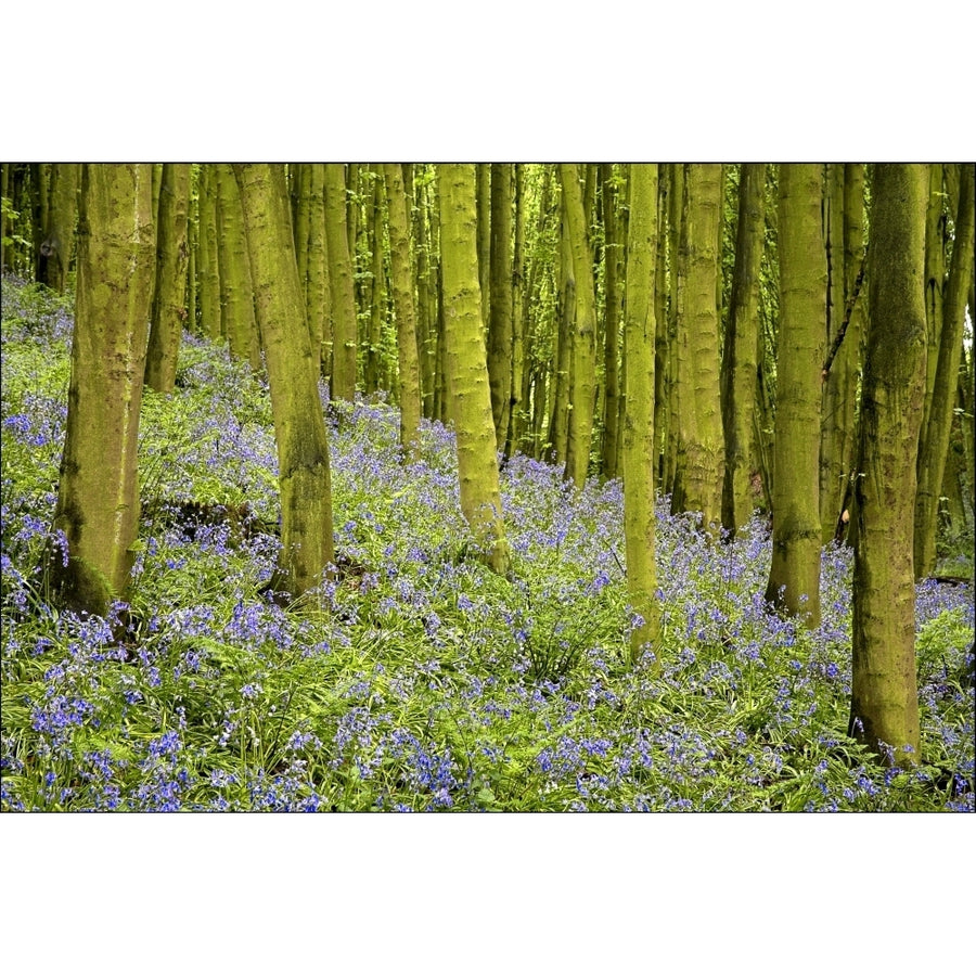 Bluebell Wood Impression Poster Print Image 1