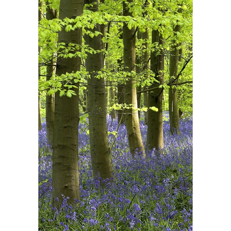 Bluebells In The Woods Nottinghamshire England Poster Print Image 1