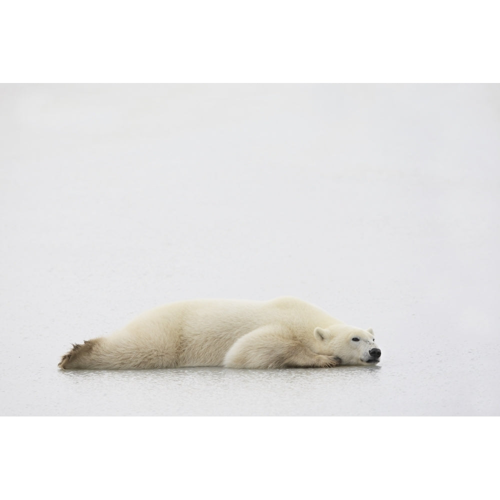 Polar Bear Laying Down Poster Print Image 1