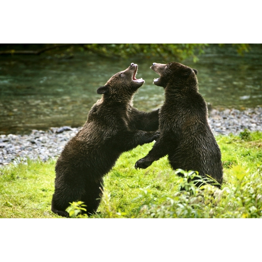 Two Grizzly Bears Fighting Poster Print Image 2