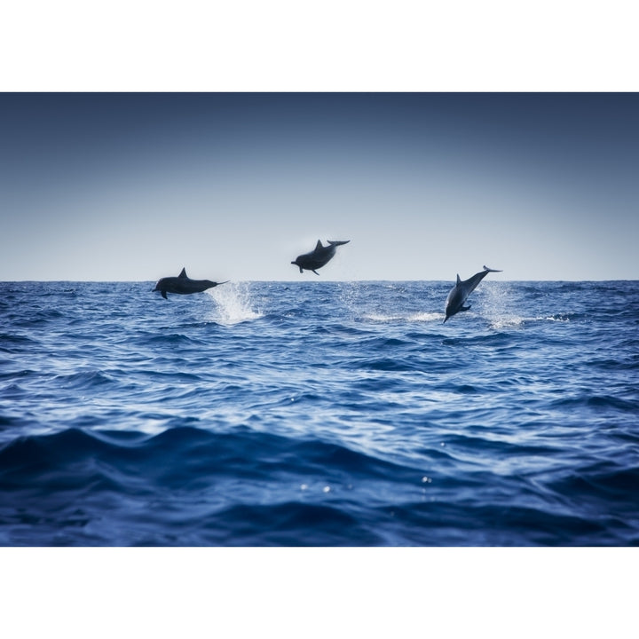 Dolphins Playing In The Ocean Poster Print Image 2