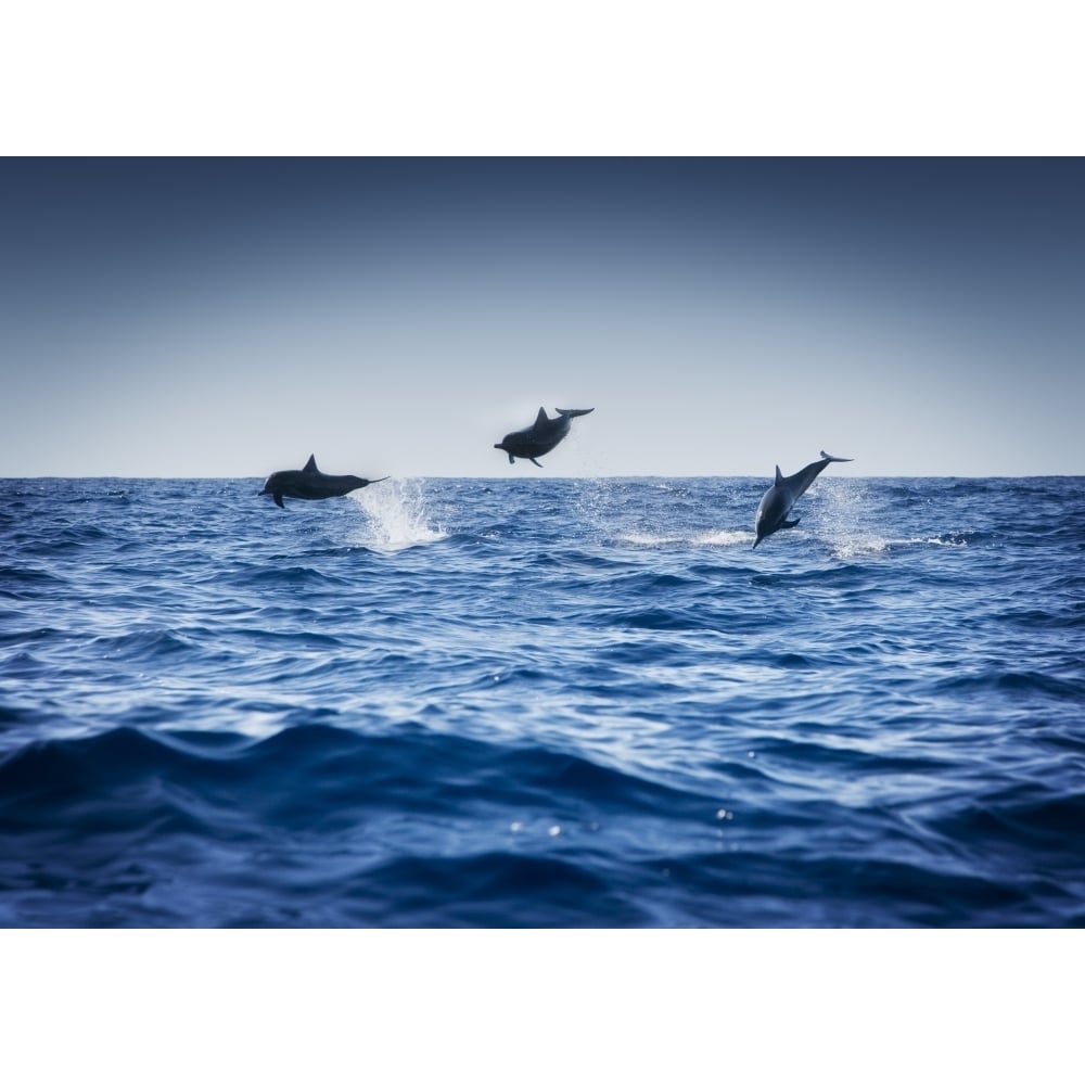 Dolphins Playing In The Ocean Poster Print Image 1