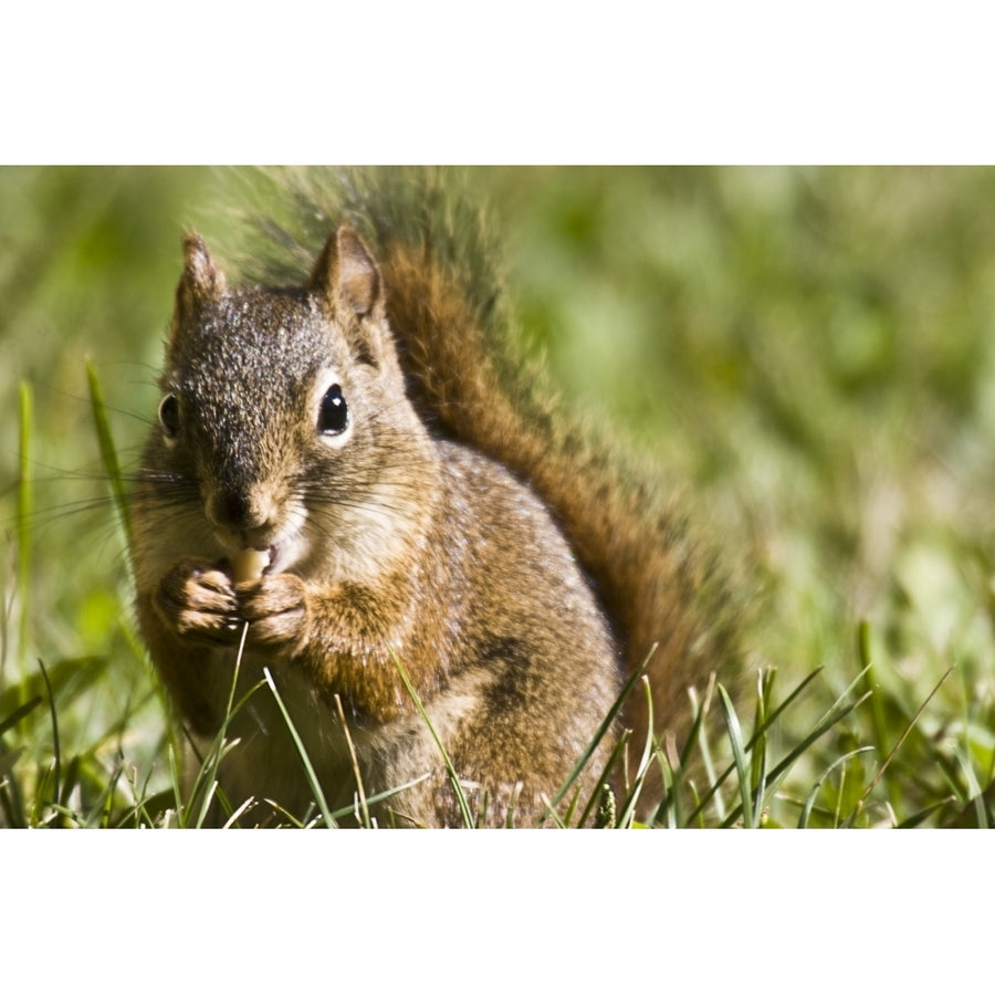 Squirrel Eating A Nut Poster Print Image 1