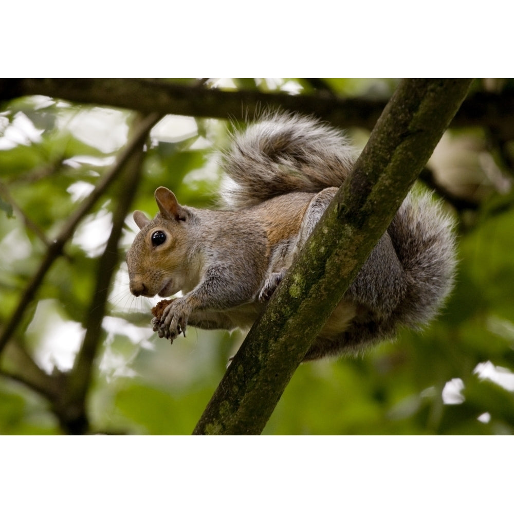 Gray Squirrel On A Tree Branch Poster Print Image 2