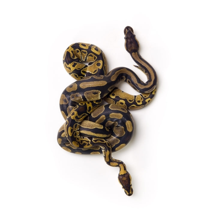 Two Ball Python Snakes Intertwined Poster Print Image 1