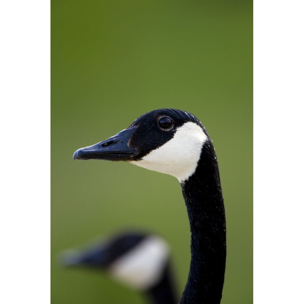 Canada Goose Poster Print Image 2