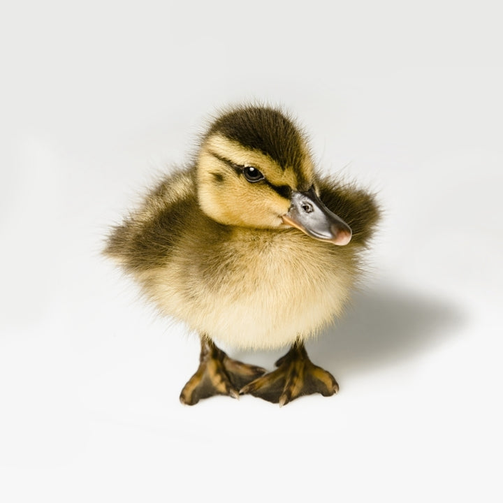 Duckling Poster Print Image 1