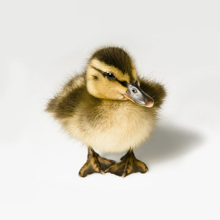 Duckling Poster Print Image 1