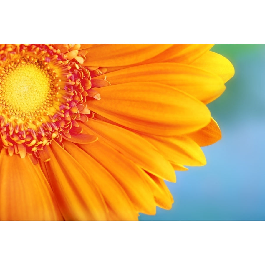 Orange Daisy Poster Print Image 1