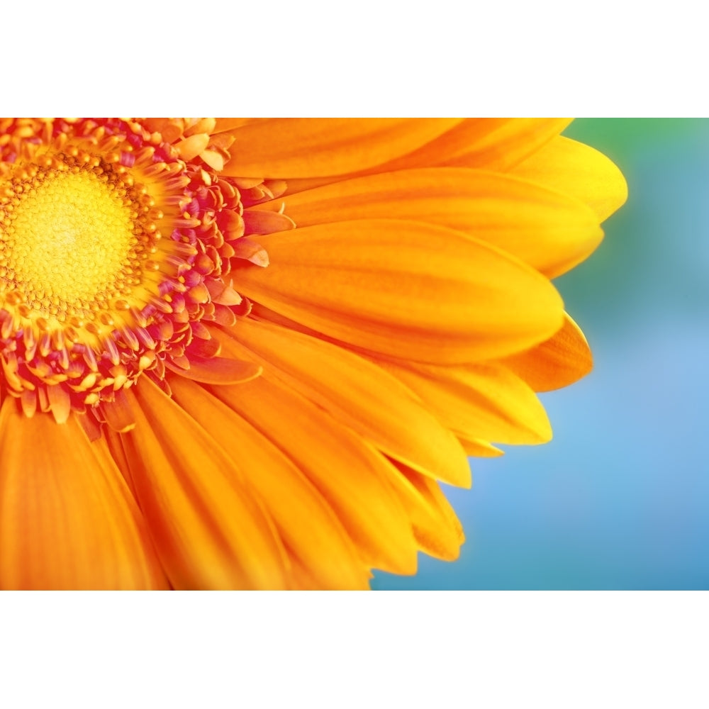 Orange Daisy Poster Print Image 2