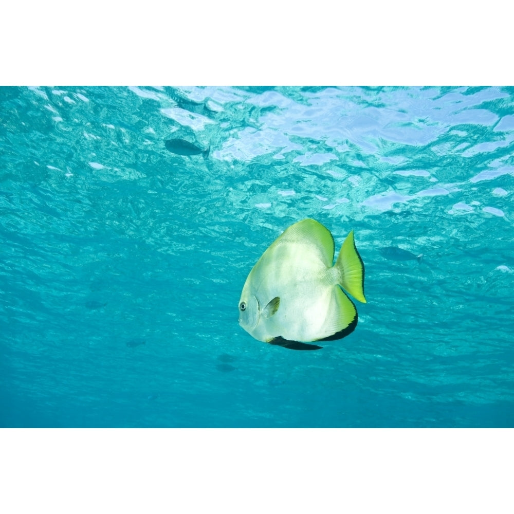 Batfish In Water Poster Print Image 2