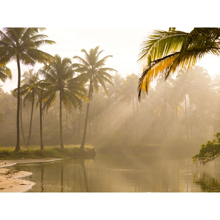 Palm Trees And Sunbeams Kerala India Poster Print Image 1