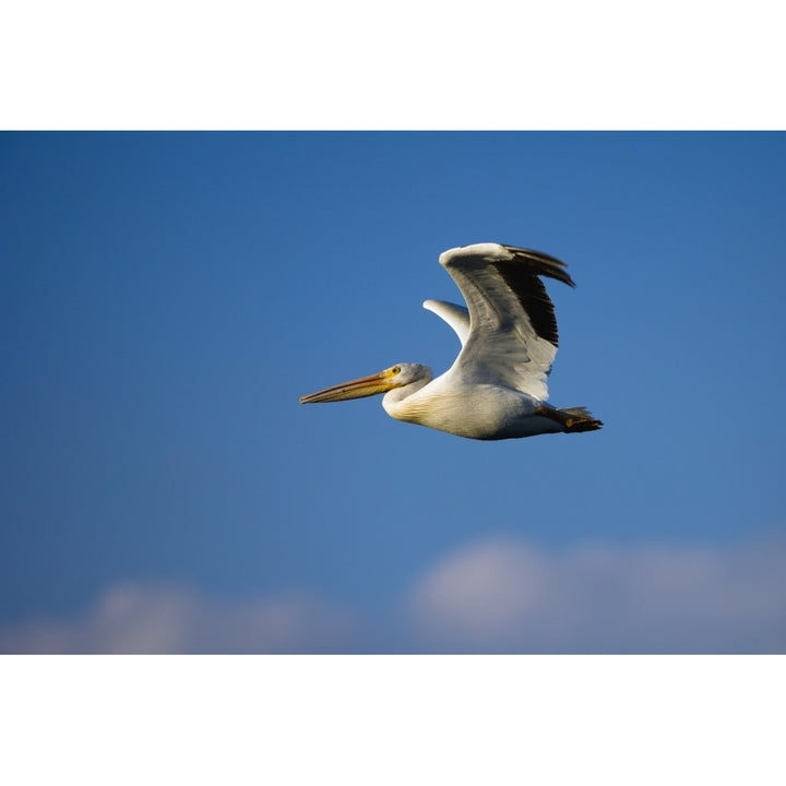 Flying Pelican Poster Print Image 1