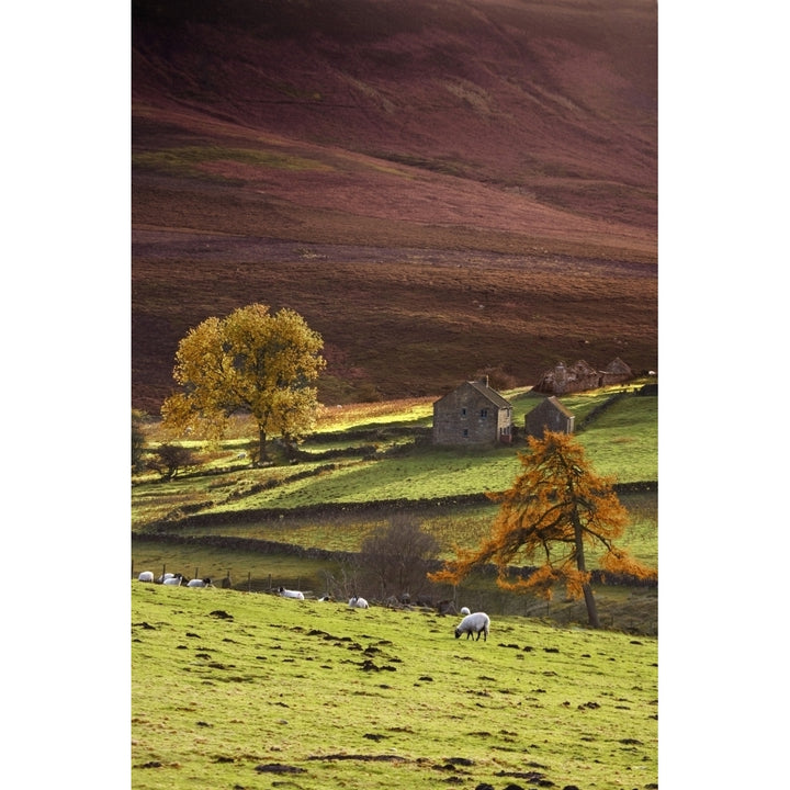 Sheep On A Hill North Yorkshire England Poster Print Image 1